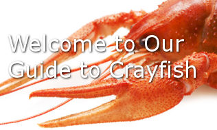 crayfish-guide
